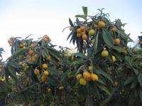 Mispelbaum &ndash; &copy; Annette Zocher (Eberhardt TRAVEL)