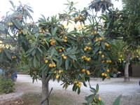 Mispelbaum &ndash; &copy; Annette Zocher (Eberhardt TRAVEL)