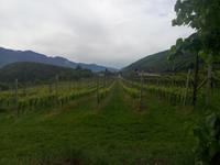 Wein, wein, wein &ndash; &copy; Ksenia Parfenova (Eberhardt TRAVEL)