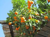 Führung über Zitronenplantage (8) &ndash; &copy; Laura Wonneberger (Eberhardt TRAVEL)