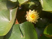Seerose &ndash; &copy; Ksenia Parfenova (Eberhardt TRAVEL)