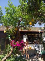 Limonenbaum &ndash; &copy; Ksenia Parfenova (Eberhardt TRAVEL)