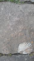 77_Volterra_6