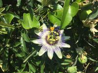 Passionsblume &ndash; &copy; Patrick Fritzsche (Eberhardt TRAVEL)