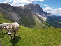 Wandern in Südtirol (Italien) – Dolomiten Wanderreise in Sterzing Astjoch – Sellajoch – Seiser Alm – Gemeinschaftsalm Fane – Burkhardtsklamm – Ratschinger Almenweg – Tatschsp (114) &ndash; &copy; Benjamin Rodriguez Manzanares (Eberhardt TRAVEL)