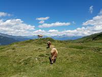 Wandern in Südtirol (Italien) – Dolomiten Wanderreise in Sterzing Astjoch – Sellajoch – Seiser Alm – Gemeinschaftsalm Fane – Burkhardtsklamm – Ratschinger Almenweg – Tatschsp (170) &ndash; &copy; Benjamin Rodriguez Manzanares (Eberhardt TRAVEL)