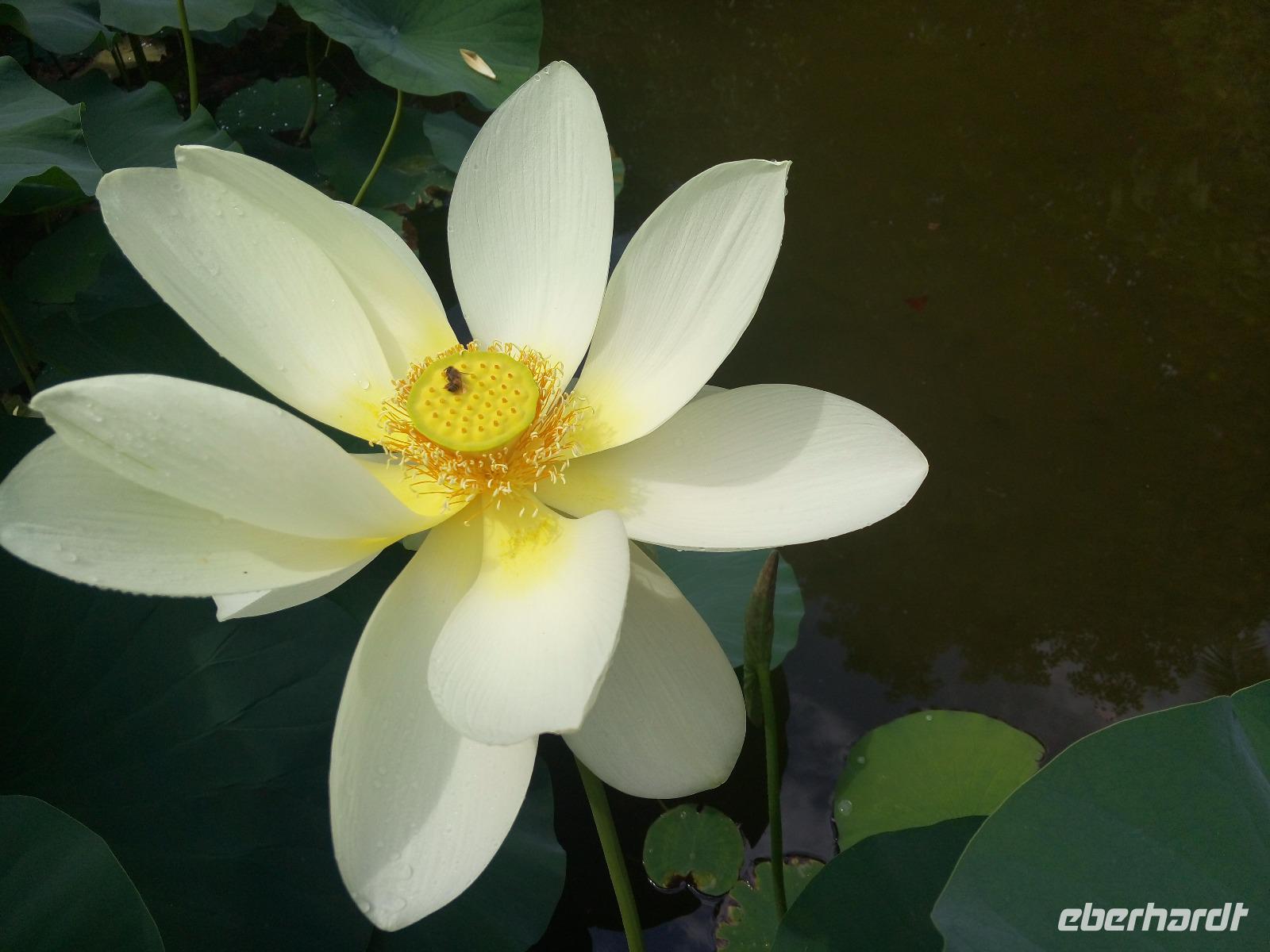 Lotosblume &ndash; &copy; Ksenia Parfenova (Eberhardt TRAVEL)