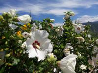  Blumen &ndash; &copy; Ksenia Parfenova (Eberhardt TRAVEL)
