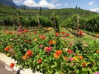 Blumen &ndash; &copy; Ksenia Parfenova (Eberhardt TRAVEL)