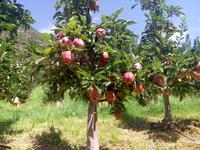 Apfelbaum &ndash; &copy; Ksenia Parfenova (Eberhardt TRAVEL)