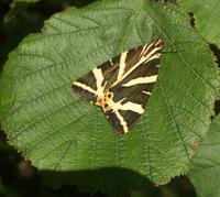 Ein Schmetterling &ndash; &copy; Ksenia Parfenova (Eberhardt TRAVEL)
