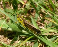 Grasshuepfer &ndash; &copy; Ksenia Parfenova (Eberhardt TRAVEL)