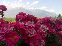 Die Blumen &ndash; &copy; Ksenia Parfenova (Eberhardt TRAVEL)
