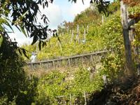 Cinque Terre 11 &ndash; &copy; Margret van Blokland (Eberhardt TRAVEL)