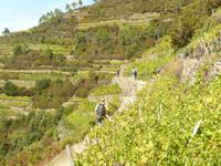 Cinque Terre 16 &ndash; &copy; Margret van Blokland (Eberhardt TRAVEL)