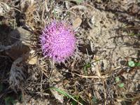 Italien, Cilento, Distel &ndash; &copy; Ria Heilmann (Eberhardt TRAVEL)
