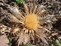 Italien, Cilento, Distel &ndash; &copy; Ria Heilmann (Eberhardt TRAVEL)