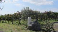 Auf dem Weingut &ndash; &copy; Daniela Paulan (Eberhardt TRAVEL)