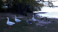 Lago di Toblino &ndash; &copy; Katrin Deutschbein (Eberhardt TRAVEL)