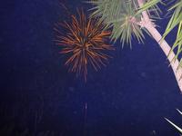 Silvesterabend 6 &ndash; &copy; Margret van Blokland (Eberhardt TRAVEL)
