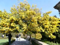 Lago Maggiore Isola Bella Mimose &ndash; &copy; Ingrid Langer (Eberhardt TRAVEL)
