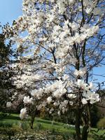 Lago Maggiore Isola Madre Magnolien &ndash; &copy; Ingrid Langer (Eberhardt TRAVEL)