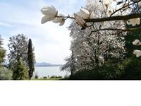 Lago Maggiore Isola Madre Magnolien &ndash; &copy; Ingrid Langer (Eberhardt TRAVEL)