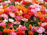 Heller-Garden &ndash; &copy; Petra Sauer (Eberhardt TRAVEL)