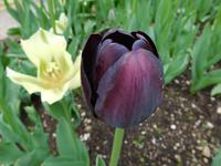 Schwarze Tulpe &ndash; &copy; Petra Sauer (Eberhardt TRAVEL)