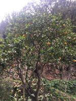 Ischia &ndash; &copy; Franziska Schütt (Eberhardt TRAVEL)