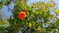 Syrakus - Granatapfelbaum 20180420 124851 &ndash; &copy; Marlies Thrum (Eberhardt TRAVEL)