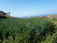 Wanderkreuzfahrt mit der Berlin - Wanderung zu den Dingli-Klippen auf Malta &ndash; &copy; Franziska Bergmann (Eberhardt TRAVEL)