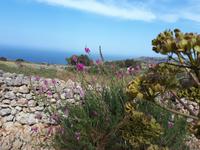 Wanderkreuzfahrt mit der Berlin - Wanderung zu den Dingli-Klippen auf Malta &ndash; &copy; Franziska Bergmann (Eberhardt TRAVEL)