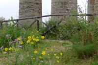 Segesta &ndash; &copy; Claudia Hartwich (Eberhardt TRAVEL)