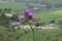 Segesta &ndash; &copy; Claudia Hartwich (Eberhardt TRAVEL)