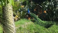 Giardini Ravino &ndash; &copy; Betina Marinow (Eberhardt TRAVEL)