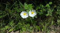 Zistrose &ndash; &copy; Betina Marinow (Eberhardt TRAVEL)