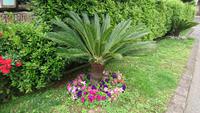 Bunt ist es auf der Zitronenplantage