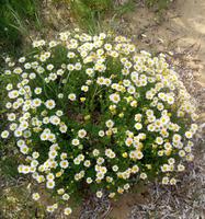Blumen &ndash; &copy; Ksenia Parfenova (Eberhardt TRAVEL)