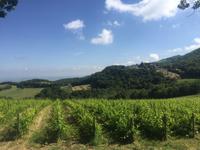 206 von Montalcino nach Sant Antimo &ndash; &copy; Patrick Fritzsche (Eberhardt TRAVEL)