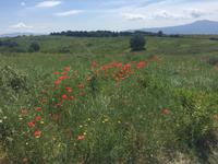 208 von Montalcino nach Sant Antimo &ndash; &copy; Patrick Fritzsche (Eberhardt TRAVEL)