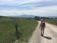 209 von Montalcino nach Sant Antimo &ndash; &copy; Patrick Fritzsche (Eberhardt TRAVEL)