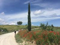 211 von Montalcino nach Sant Antimo &ndash; &copy; Patrick Fritzsche (Eberhardt TRAVEL)