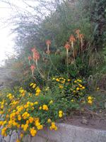 Blumenpracht &ndash; &copy; Bianka Kirsche (Eberhardt TRAVEL)