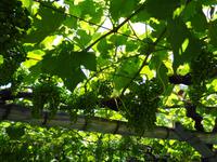 Wein  &ndash; &copy; Martina Häselbarth (Eberhardt TRAVEL)