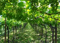 Wein  &ndash; &copy; Martina Häselbarth (Eberhardt TRAVEL)