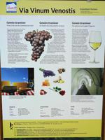 eine berühmte Rebsorte - der Gewürztraminer  &ndash; &copy; Martina Häselbarth (Eberhardt TRAVEL)