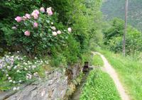am Schnalser Waalweg  &ndash; &copy; Martina Häselbarth (Eberhardt TRAVEL)
