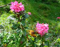 Alpenrosen  &ndash; &copy; Martina Häselbarth (Eberhardt TRAVEL)