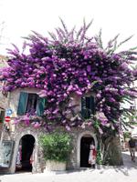 56_Sirmione_Impressionen 3 &ndash; &copy; Walburga Lindner (Eberhardt TRAVEL)